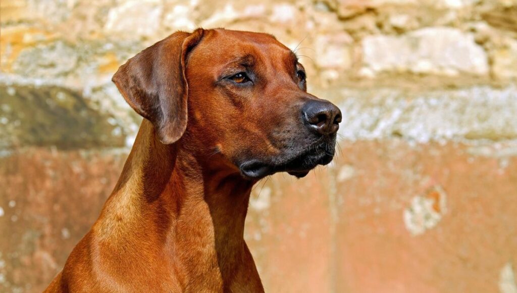 Melhores Rações para Cães Adultos em 2025: As Mais Vendidas no Mercado Online Review Completo e atualizado 8 Cão adulto saudável só com as melhores rações