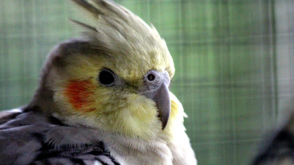 Doenças Comuns em Calopsitas e Tratamentos