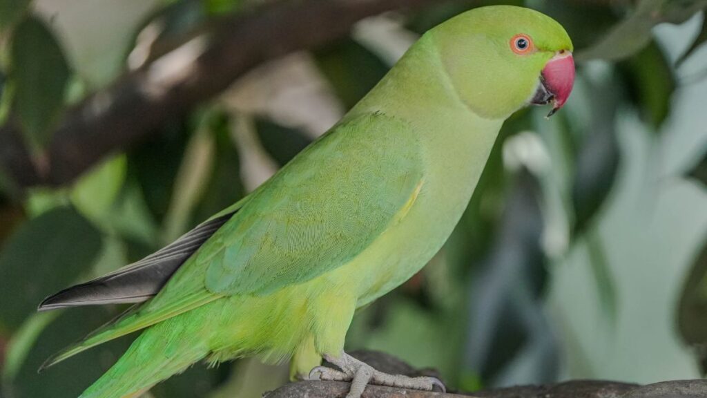 Periquito australiano