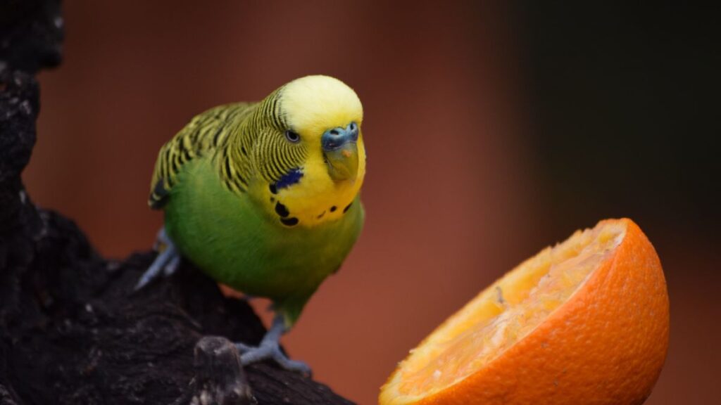 periquito australiano