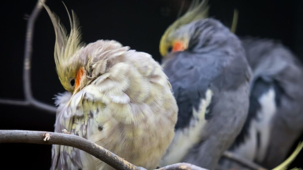 Como Cuidar de uma Calopsita Filhote Recém Nascida