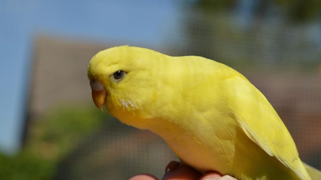 treinamento e adestramento de periquitos