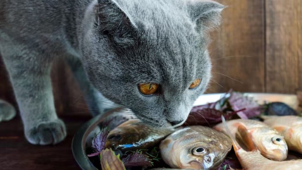 Gato pode comer peixe?