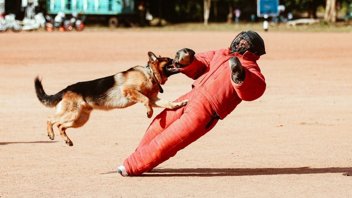 Adestramento de cães