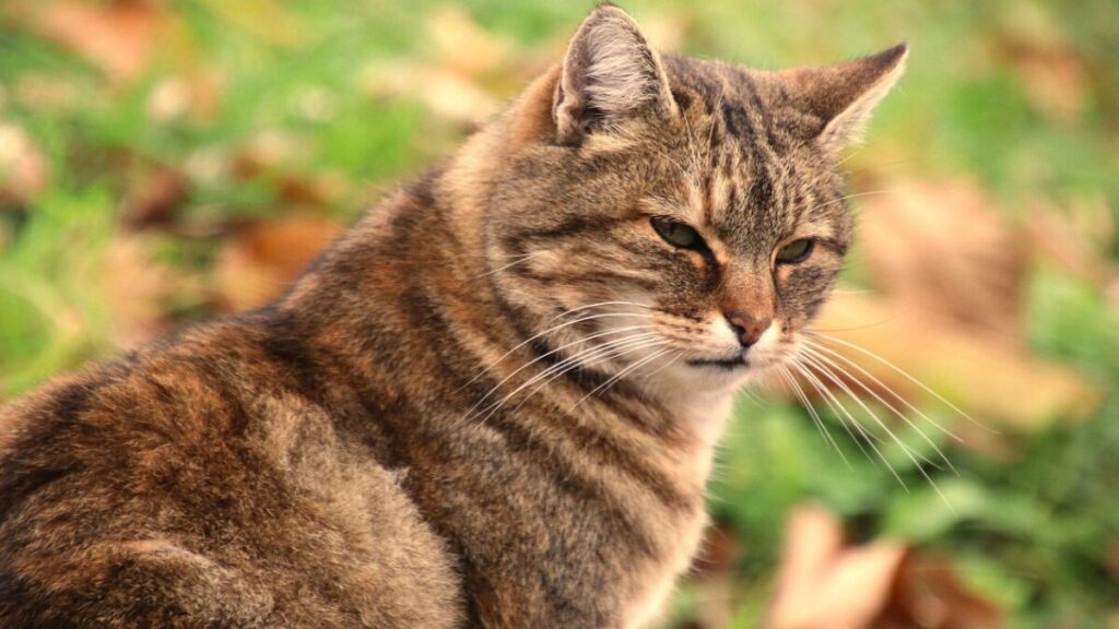 Porque gato amassa pão?