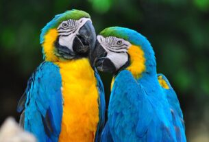 aves domésticas cuidados