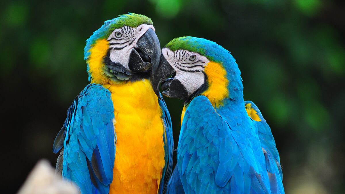 aves domésticas cuidados