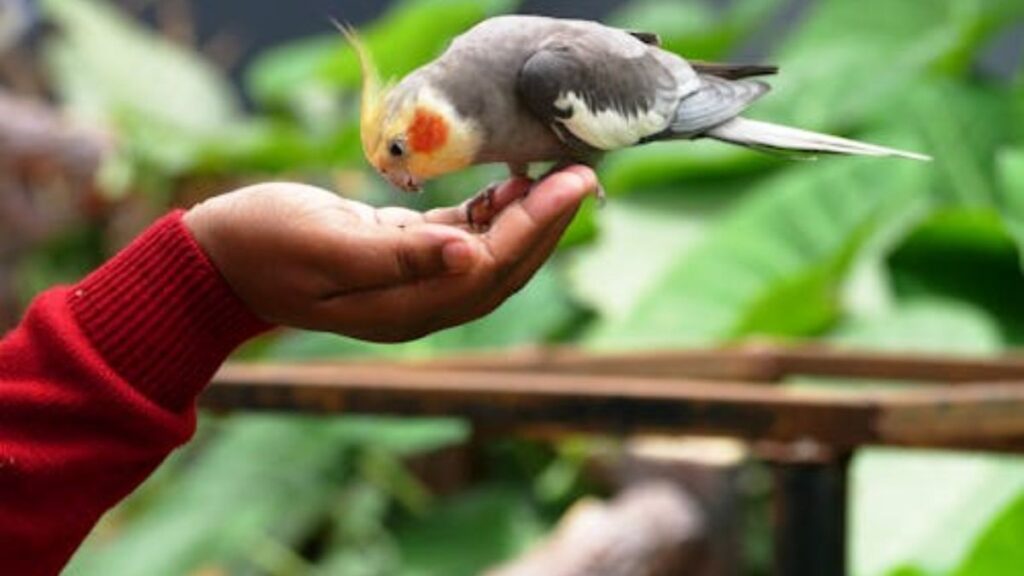 Calopsitas e Crianças: Dicas para Interação