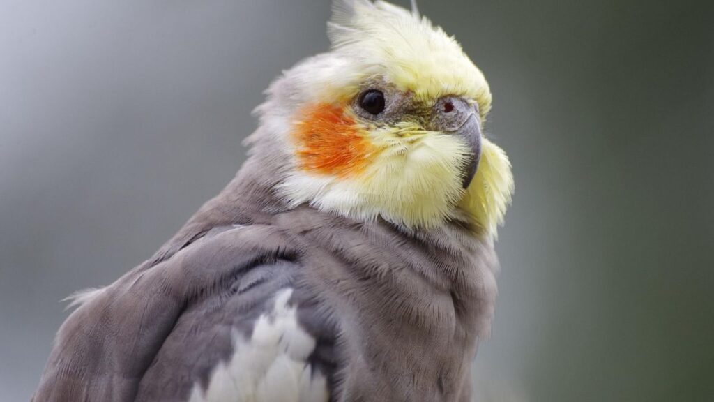 Como Cuidar de uma Calopsita Filhote Recém-Nascida