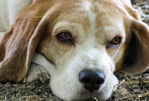 Cuidados Especiais em 2026 com Cães Idosos: Guia Completo para Garantir Saúde, Conforto e Qualidade de Vida 6 cao idoso1