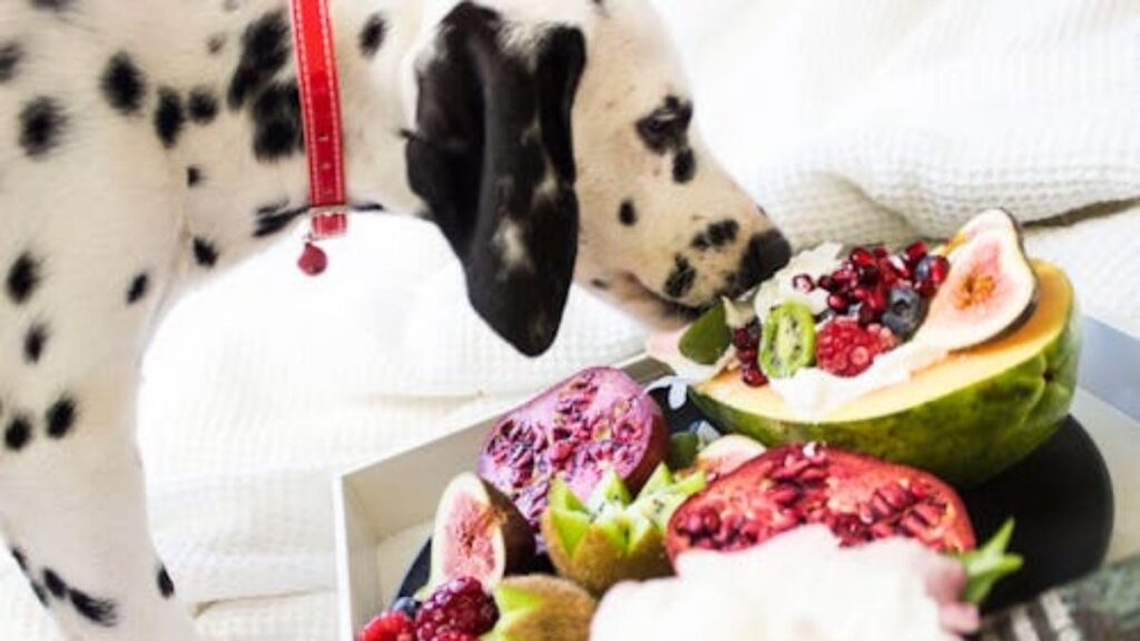 Cachorro Pode Comer Frutas? Lista TOP 10 Completa das Permitidas e Proibidas 3 Cachorro pode comer frutas?