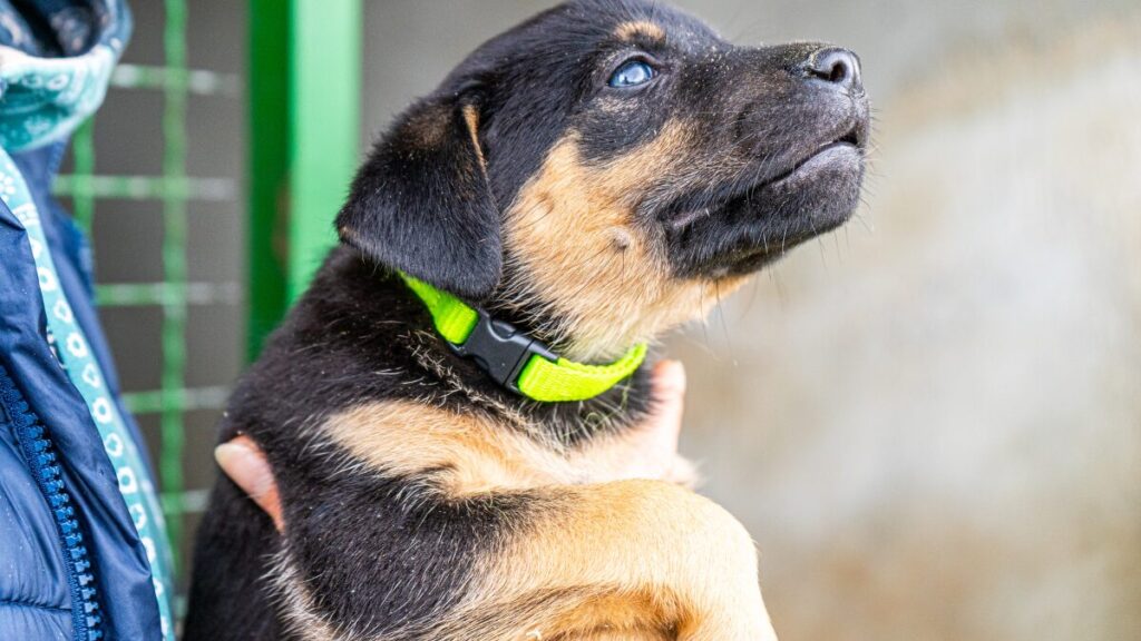 como educar um filhote