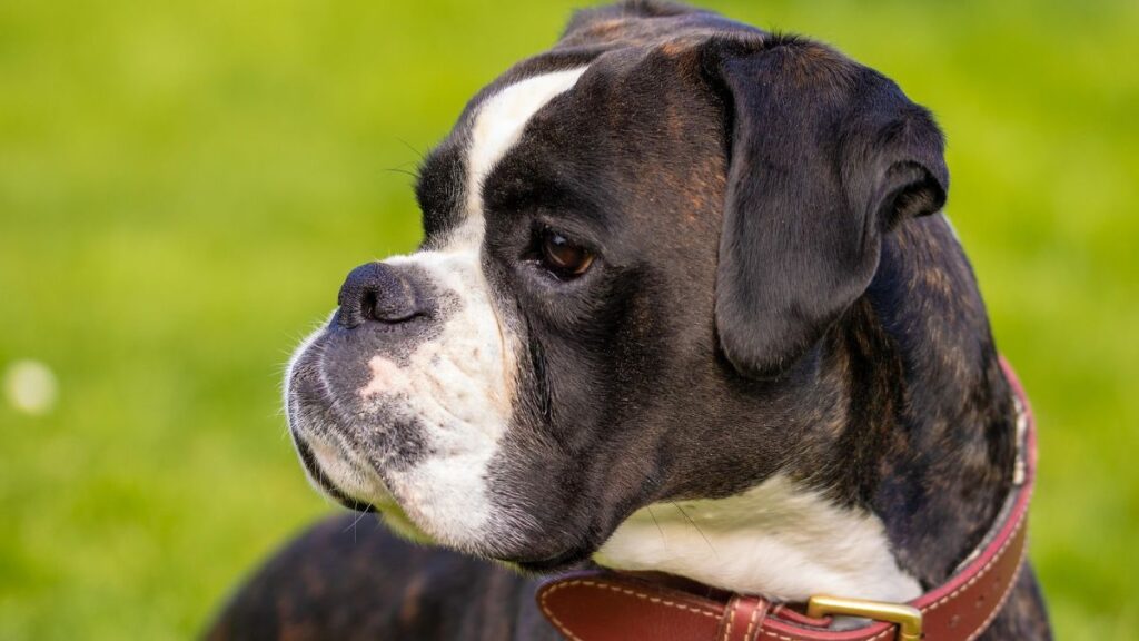 Raças de Cães para crianças