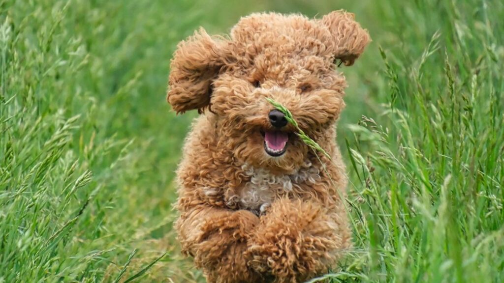 Raças de Cães para crianças