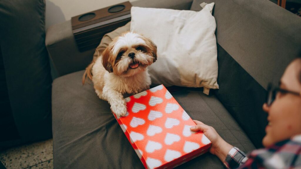 cães de pequeno porte