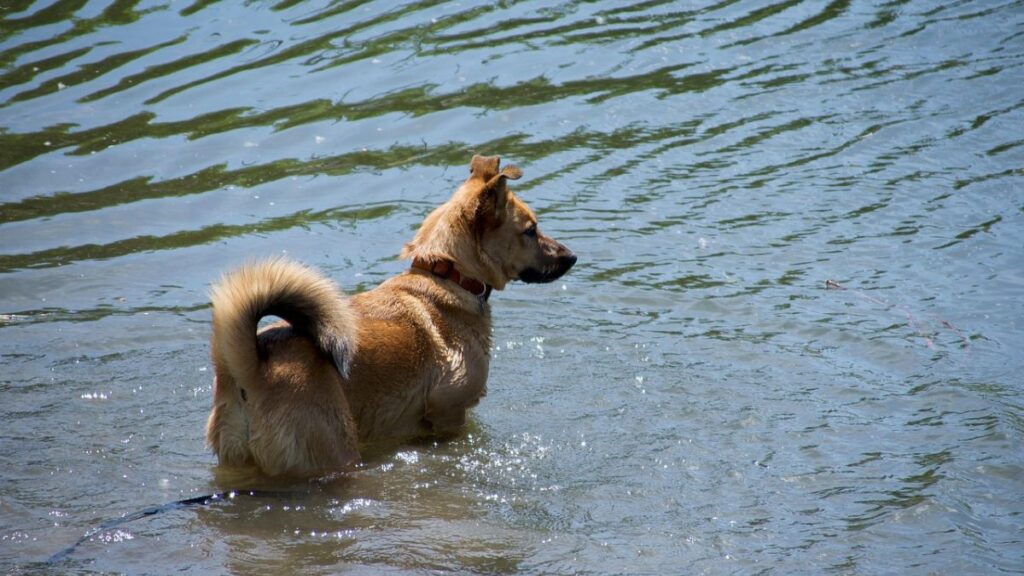 Raças de Cães para crianças