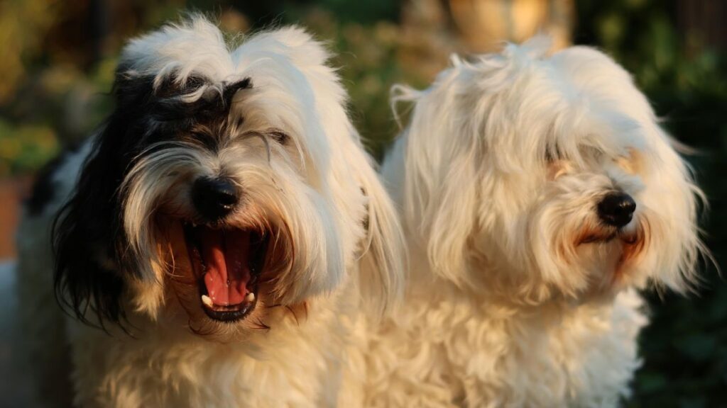 cães que não soltam pelo