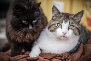 castração de gatos