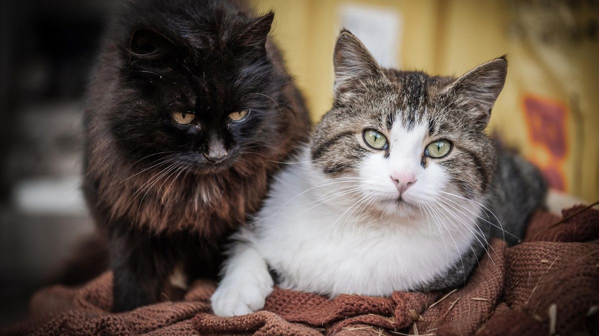 castração de gatos