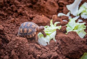 A small tortoise feeding on lettuce amidst rich brown soil, highlighting nature's simplicity.