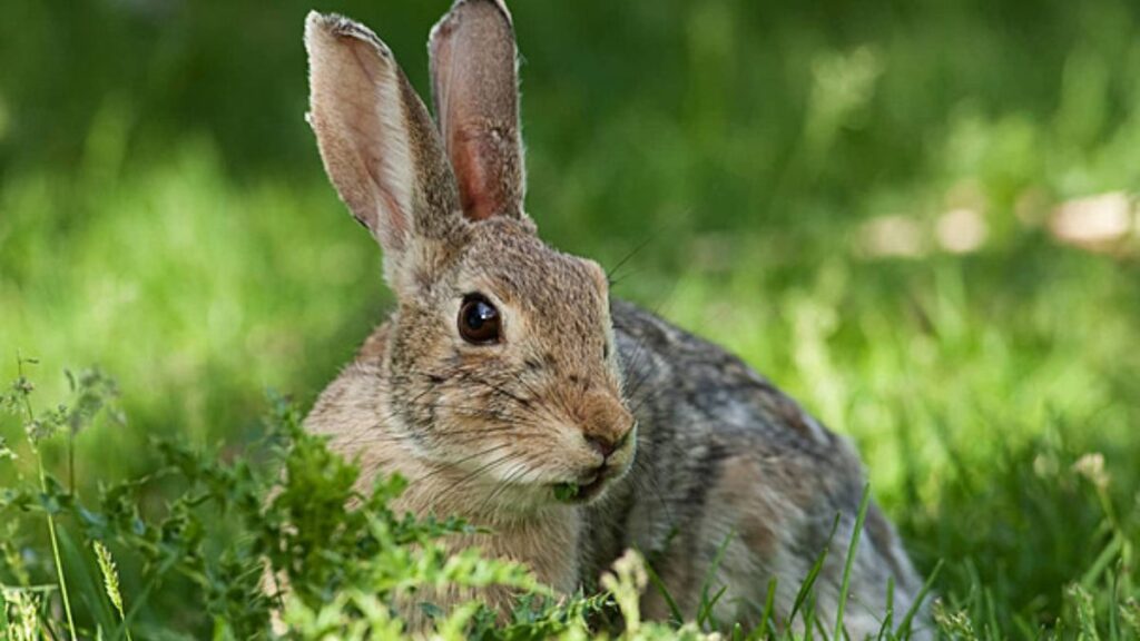 Doenças comuns em coelhos domésticos