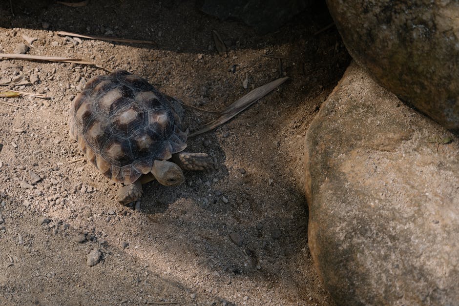 A tortoise crawls on rocky terrain in Bali, Indonesia.