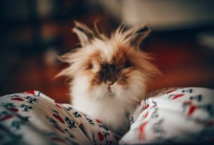 Adorable Lionhead rabbit with fluffy fur indoors, embodying a cute and cozy atmosphere.