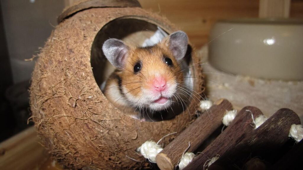 como cuidar de um hamster em casa em 2026