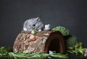 Adorable Campbell's dwarf hamster with broccoli on a wooden hideout. Perfect cute animal shot.