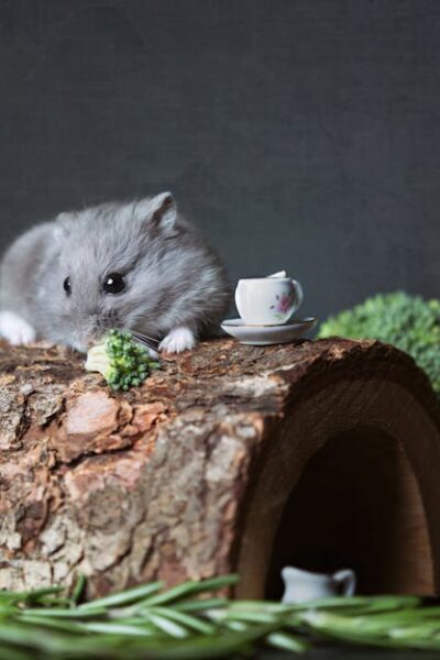 Adorable Campbell's dwarf hamster with broccoli on a wooden hideout. Perfect cute animal shot.