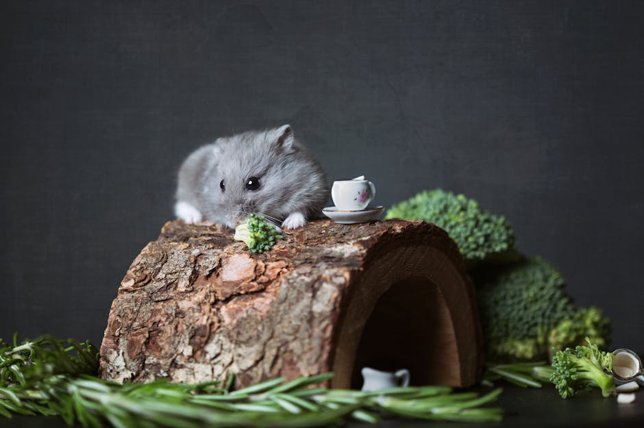 Adorable Campbell's dwarf hamster with broccoli on a wooden hideout. Perfect cute animal shot.