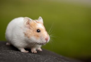 Close-up of a cute hamster sitting on a stone with a blurred green background.