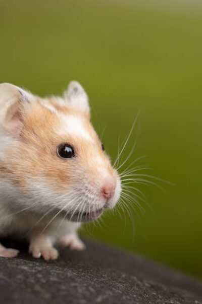 Close-up of a cute hamster sitting on a stone with a blurred green background.