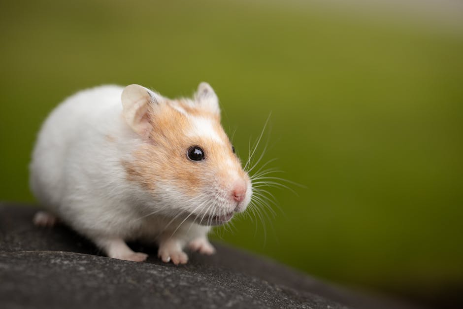 Close-up of a cute hamster sitting on a stone with a blurred green background.