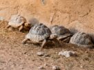 Four Indian star tortoises resting near a rough wall, showcasing unique shell patterns.