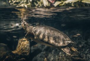 A majestic turtle swimming underwater, captured in crystal-clear detail.
