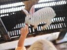 A young child feeds a white rabbit through a cage, highlighting animal care and childhood interactions.