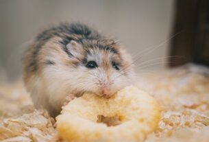Close-up of a cute hamster nibbling on a circular snack in a cozy setting.