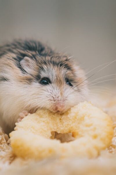Close-up of a cute hamster nibbling on a circular snack in a cozy setting.