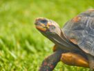 Red-footed tortoise on grassy field in Caracas, showcasing its patterned shell and vibrant colors.