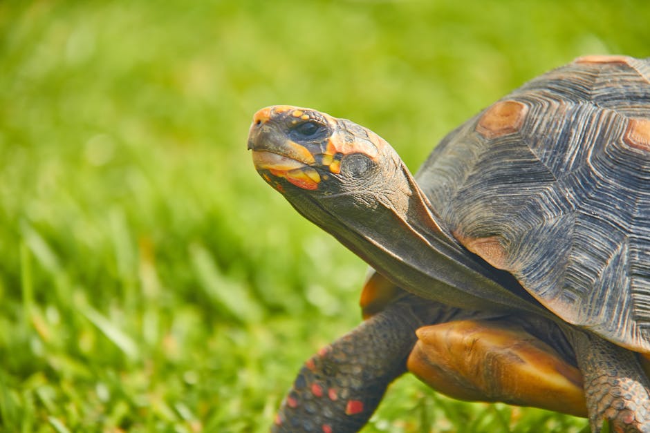 Red-footed tortoise on grassy field in Caracas, showcasing its patterned shell and vibrant colors.