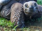 Detailed portrait of a Galapagos tortoise in its natural environment, showcasing its textured skin.