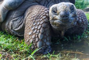 Detailed portrait of a Galapagos tortoise in its natural environment, showcasing its textured skin.