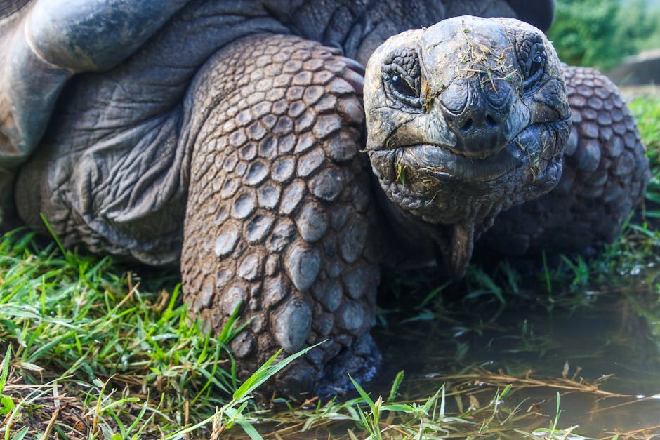 Detailed portrait of a Galapagos tortoise in its natural environment, showcasing its textured skin.