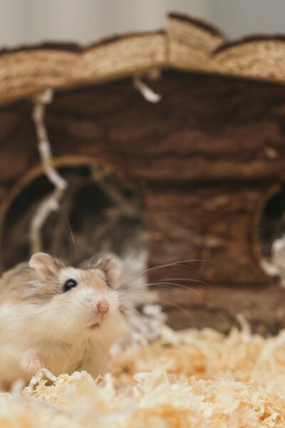 Adorable hamster peeks out of a wooden toy house, surrounded by soft bedding.