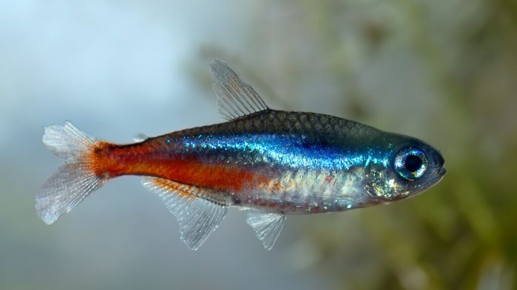 tetra neon
tetra cardinal