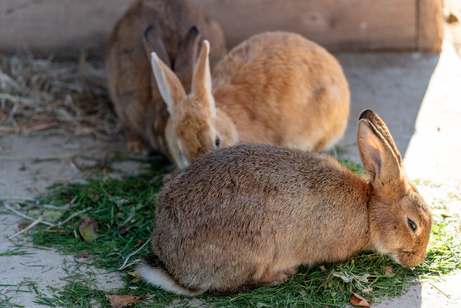 Three rabbits with brown fur eating fresh grass in a sunny outdoor enclosure.