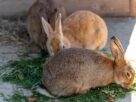 Three rabbits with brown fur eating fresh grass in a sunny outdoor enclosure.