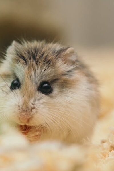 Funny small fluffy domestic hamster sitting in cage on sawdust and nibbling food