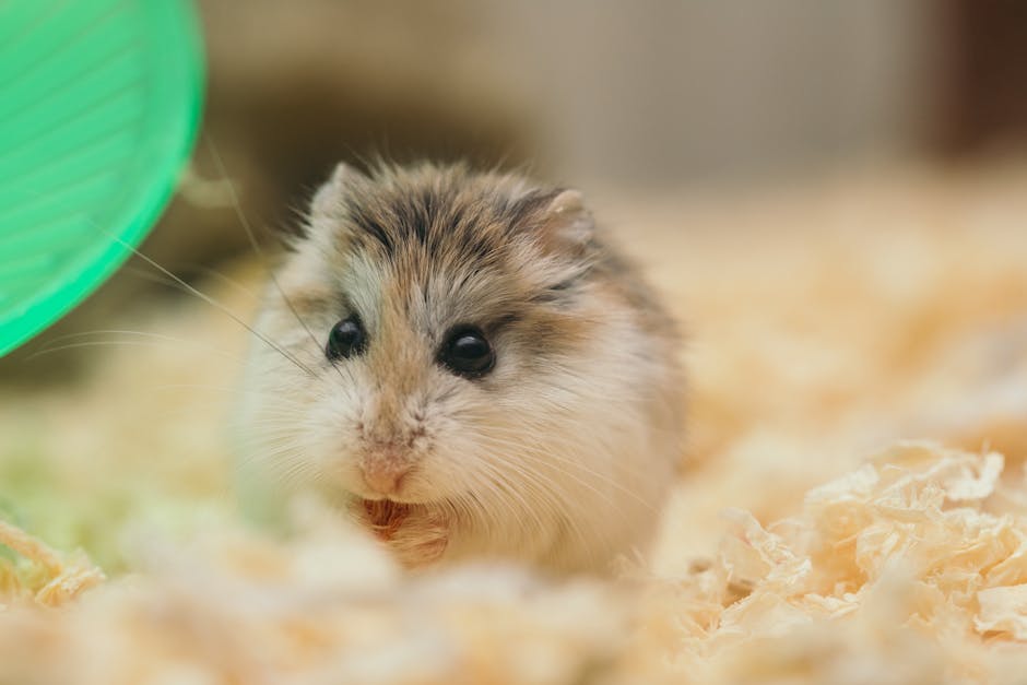 Funny small fluffy domestic hamster sitting in cage on sawdust and nibbling food